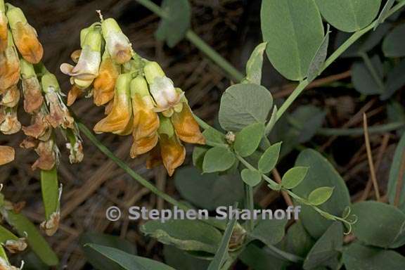 lathyrus sulphureus 6 graphic